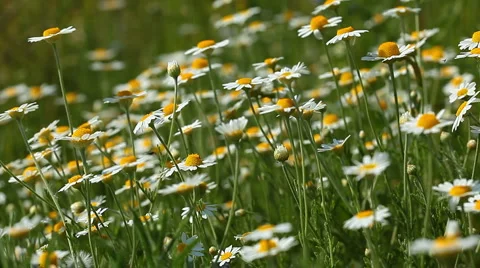 Spring flowers Stock Footage 6907779