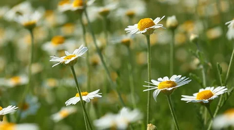 Spring flowers Stock Footage 6912187