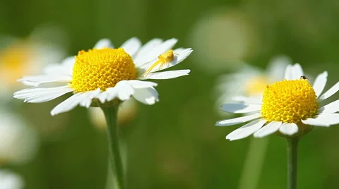 Spring flowers Stock Footage 6914815