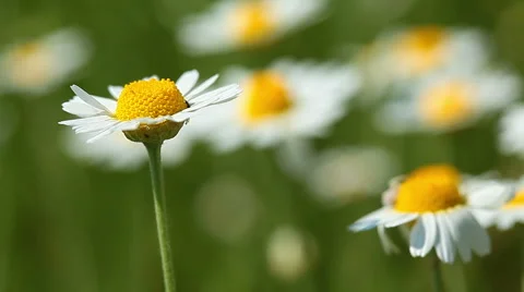 Spring flowers Stock-Footage 6916255