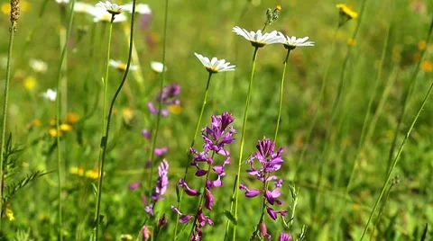 Spring flowers Stock Footage 7133412
