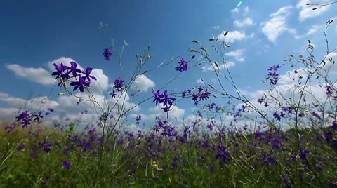 Spring flowers Stock Footage 7746483