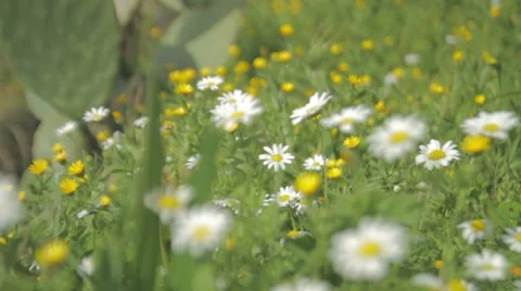 Spring flowers Stock Footage 7748651