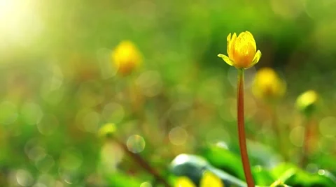Spring flowers Stock Footage 8621646