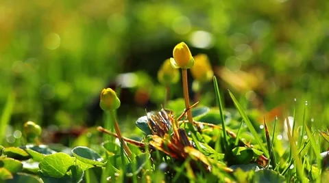 Spring flowers Stock Footage 8640527