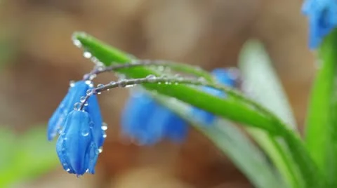 Spring flowers Stock Footage 10891089