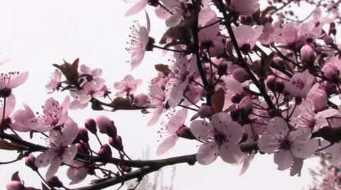 Spring Flowers Video stock 11126229
