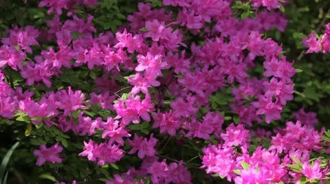 Spring Flowers Stock Footage 11366342