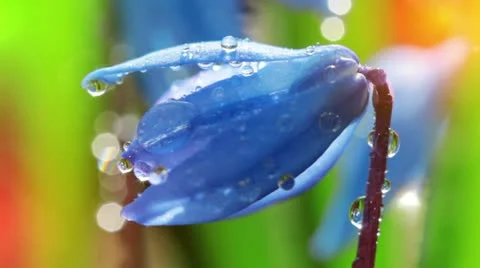 Spring flowers Stock-Footage 12550122