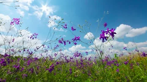 Spring flowers Stock Footage 20445542