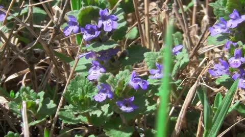 Spring flowers Vídeo Stock 20630111