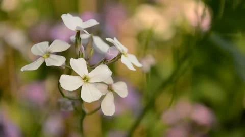Spring Flowers 스톡 동영상 21231432