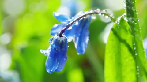 Spring flowers Stock Footage 21433378
