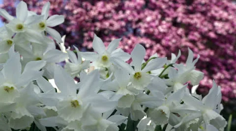 Spring flowers Stock Footage 22732614