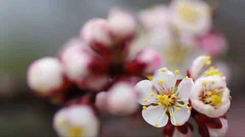 Spring flowers Stock Footage 24833358