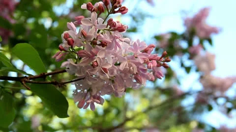 Spring flowers Stock Footage 24878990