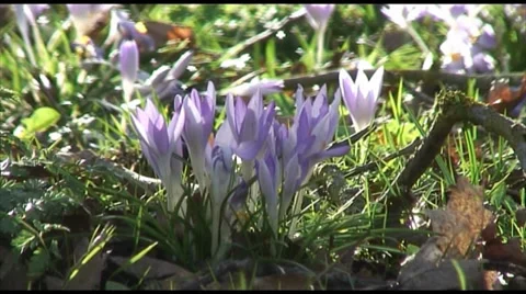 Spring Flowers Stock Footage 35601588