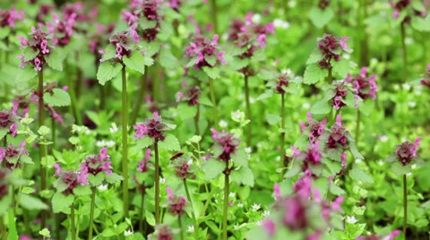 Spring flowers Stock Footage 35748829