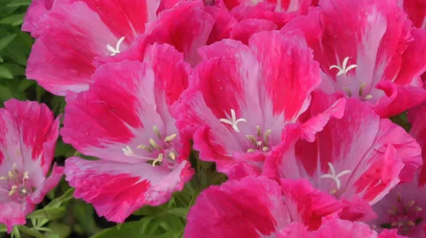 Spring Flowers Stock Footage 37144089