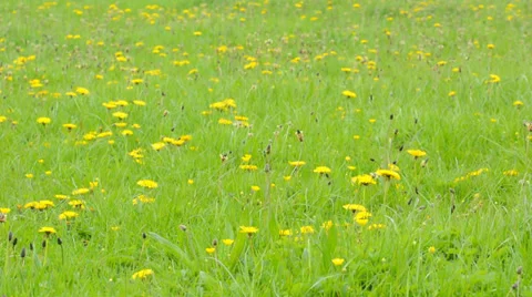Spring Flowers Stock Footage 37343634