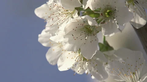 Spring Flowers Stock Footage 37860219