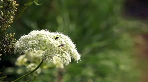 Spring flowers Stock Footage 39193515