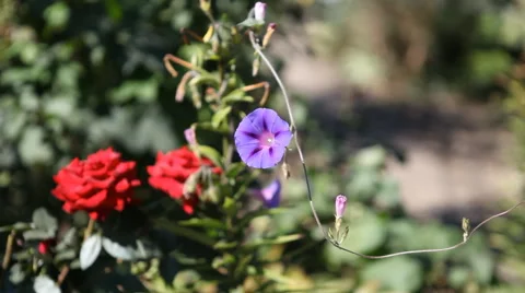 Spring flowers Stock Footage 40493699