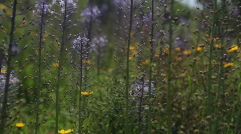 Spring Flowers Video stock 40754941