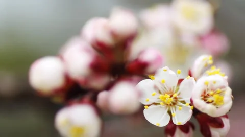 Spring flowers Vídeos de archivo 43868324