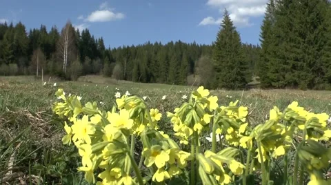 Spring flowers Video stock 46280715