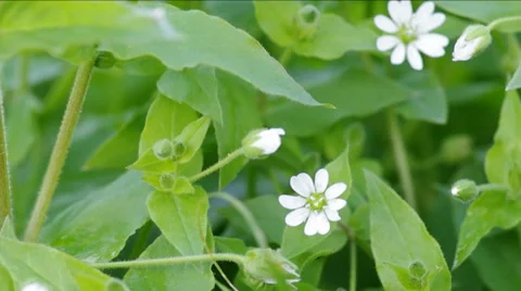 Spring flowers. Stock Footage 47250946