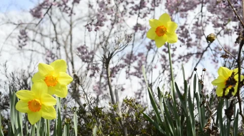 Spring flowers Stock Footage 48991654