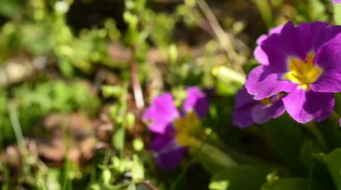 Spring flowers Stock-Footage 48991857