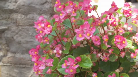 Spring Flowers Stock Footage 49501520