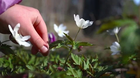 Spring flowers Stock Footage 49732723