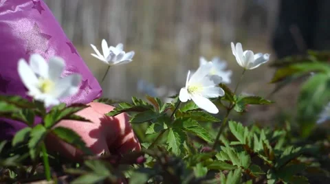 Spring flowers Stock Footage 49732728
