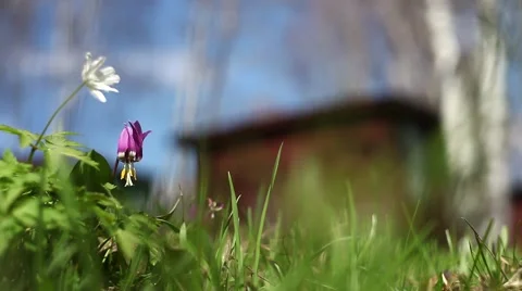 Spring flowers Stock Footage 49732737