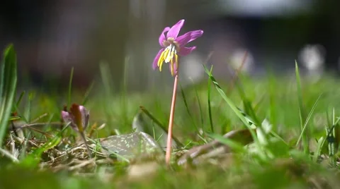 Spring flowers Stock Footage 49732738