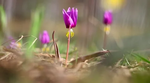 Spring flowers Stock Footage 49732741