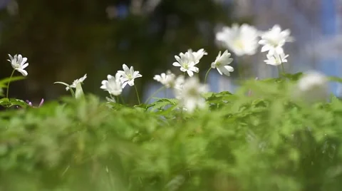 Spring flowers Stock Footage 49732742
