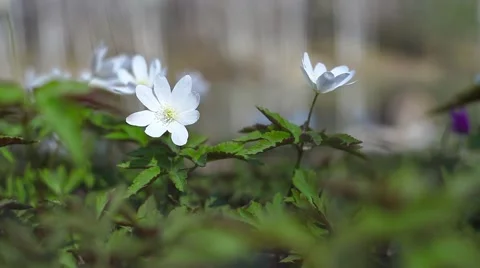 Spring flowers Video stock 49732743