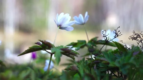 Spring flowers Stock Footage 49732746