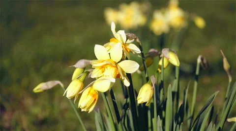 Spring Flowers Stock Footage 61628000
