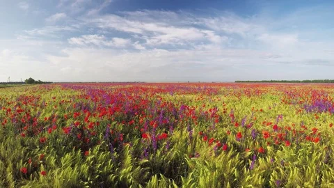 Spring flowers Stock Footage 70510346