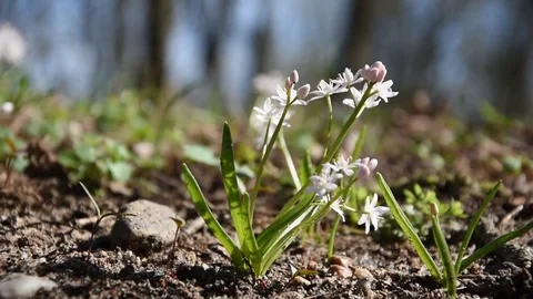 Spring flowers Stock Footage 73382152
