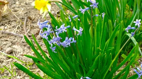 Spring flowers Stock Footage 74434964
