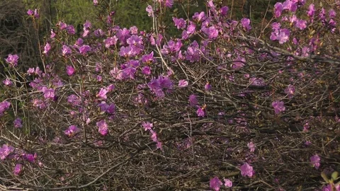 Spring flowers Stock Footage 74870600