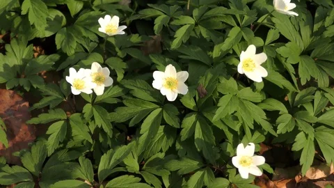 Spring flowers Video stock 74870997