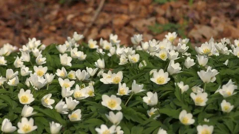 Spring flowers Video stock 74871721