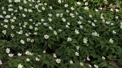 Spring flowers Video stock 74871737